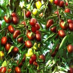 عناب تازه-یک کیلو-فروش فقط اردیبهشت و خرداد