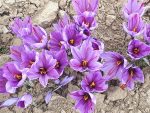 گل زعفران-یک کیلو-فروش فقط آبان و آذر - Image 2